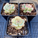 Echeveria haru urara monstrose