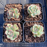 Echeveria haru urara monstrose