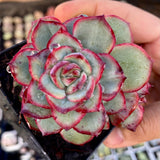 Echeveria haru urara monstrose