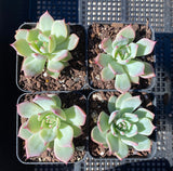 Echeveria home alone