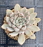 Echeveria joyful