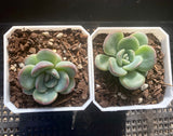Pachyveria king midas