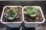 Pachyveria king midas
