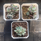 Pachyveria king midas
