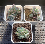 Pachyveria king midas