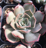 Echeveria kisses 亲吻 MELBOURNE SYDNEY ADELAIDE QUEENSLAND CANBERRA VICTORIA NSW QUEENSLAND SOUTH AUSTRALIA ACT SUCCULENT 多肉 墨尔本 维多利亚 澳洲 澳大利亚 悉尼 新南威尔士 阿德莱德 南澳 昆士兰 布里斯本 黄金海岸 多肉植物 堪培拉