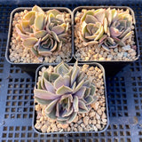 Echeveria kisses