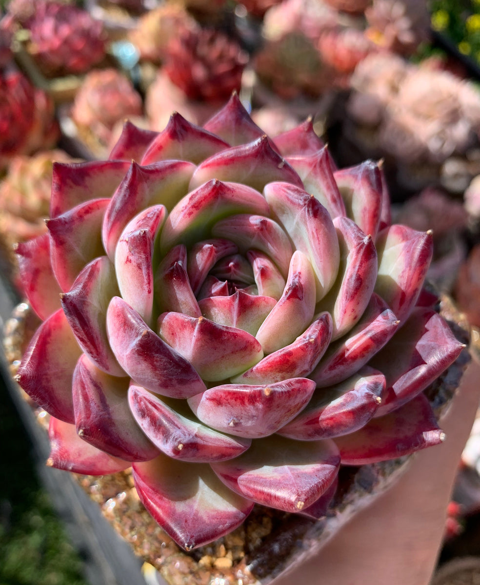 多肉植物　ラタム　　リンゴ Echeveria Latam/ Ratam – RNT SUCCULENTS