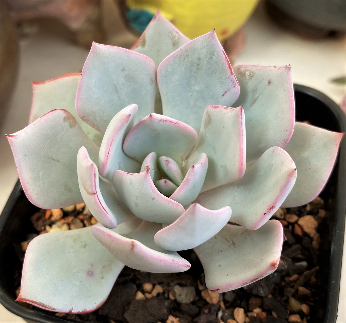 Echeveria Strictiflora x Laui – RNT SUCCULENTS
