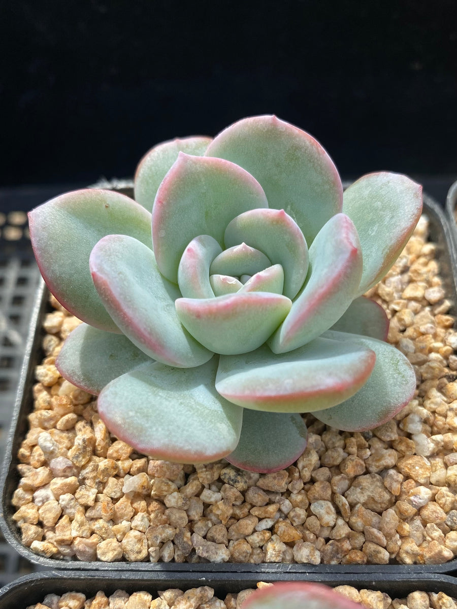echeveria laulensis X紅蓮錦 超レア 多肉植物7CM容器抜き Echeveria