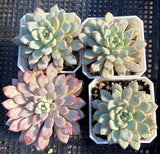 Echeveria violet magic