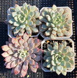 Echeveria violet magic