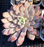 Echeveria violet magic