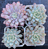 Echeveria violet magic