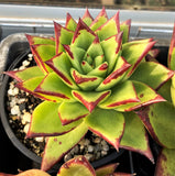 Echeveria agavoides 'lipstick'/red edge MELBOURNE SYDNEY ADELAIDE QUEENSLAND CANBERRA VICTORIA NSW QUEENSLAND SOUTH AUSTRALIA ACT SUCCULENT 多肉 墨尔本 维多利亚 澳洲 澳大利亚 悉尼 新南威尔士 阿德莱德 南澳 昆士兰 布里斯本 黄金海岸 多肉植物 堪培拉