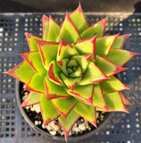 Echeveria agavoides 'lipstick'/red edge MELBOURNE SYDNEY ADELAIDE QUEENSLAND CANBERRA VICTORIA NSW QUEENSLAND SOUTH AUSTRALIA ACT SUCCULENT 多肉 墨尔本 维多利亚 澳洲 澳大利亚 悉尼 新南威尔士 阿德莱德 南澳 昆士兰 布里斯本 黄金海岸 多肉植物 堪培拉