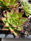 Echeveria  agavoides 'lipstick'