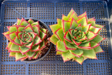 Echeveria  agavoides 'lipstick'