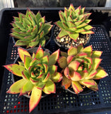 Echeveria agavoides 'lipstick'/red edge MELBOURNE SYDNEY ADELAIDE QUEENSLAND CANBERRA VICTORIA NSW QUEENSLAND SOUTH AUSTRALIA ACT SUCCULENT 多肉 墨尔本 维多利亚 澳洲 澳大利亚 悉尼 新南威尔士 阿德莱德 南澳 昆士兰 布里斯本 黄金海岸 多肉植物 堪培拉