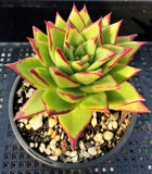 Echeveria agavoides 'lipstick'/red edge MELBOURNE SYDNEY ADELAIDE QUEENSLAND CANBERRA VICTORIA NSW QUEENSLAND SOUTH AUSTRALIA ACT SUCCULENT 多肉 墨尔本 维多利亚 澳洲 澳大利亚 悉尼 新南威尔士 阿德莱德 南澳 昆士兰 布里斯本 黄金海岸 多肉植物 堪培拉