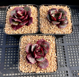 Echeveria longissima monstrose