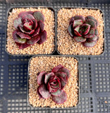 Echeveria longissima monstrose