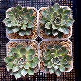 Echeveria longissima var. aztatlensis