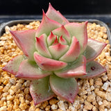 Echeveria lovely Q