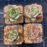 Echeveria lovely Q