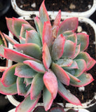Echeveria low