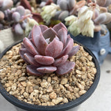 Echeveria Lulu semi monstrose