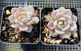 Echeveria Lulu semi monstrose