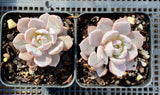 Echeveria Lulu semi monstrose
