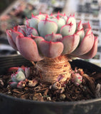 Echeveria luna rose