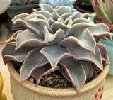 Echeveria madiba / pink lips