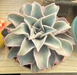 Echeveria madiba / pink lips