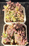 Echeveria Manaudes