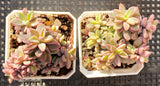 Echeveria Manaudes