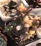 Echeveria Manaudes variegata 紫心锦/粉色回忆锦 MELBOURNE SYDNEY ADELAIDE QUEENSLAND CANBERRA VICTORIA NSW QUEENSLAND SOUTH AUSTRALIA ACT SUCCULENT 多肉 墨尔本 维多利亚 澳洲 澳大利亚 悉尼 新南威尔士 阿德莱德 南澳 昆士兰 布里斯本 黄金海岸 多肉植物 堪培拉