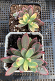 Echeveria Manaudes variegata 紫心锦/粉色回忆锦 MELBOURNE SYDNEY ADELAIDE QUEENSLAND CANBERRA VICTORIA NSW QUEENSLAND SOUTH AUSTRALIA ACT SUCCULENT 多肉 墨尔本 维多利亚 澳洲 澳大利亚 悉尼 新南威尔士 阿德莱德 南澳 昆士兰 布里斯本 黄金海岸 多肉植物 堪培拉