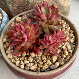 Echeveria mebina