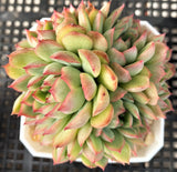 Echeveria mebina