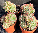 Echeveria mebina