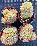 Echeveria mebina