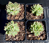 Echeveria mebina