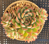 Echeveria mebina MELBOURNE SYDNEY ADELAIDE QUEENSLAND CANBERRA VICTORIA NSW QUEENSLAND SOUTH AUSTRALIA ACT SUCCULENT 多肉 墨尔本 维多利亚 澳洲 澳大利亚 悉尼 新南威尔士 阿德莱德 南澳 昆士兰 布里斯本 黄金海岸 多肉植物 堪培拉