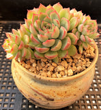 Echeveria mebina MELBOURNE SYDNEY ADELAIDE QUEENSLAND CANBERRA VICTORIA NSW QUEENSLAND SOUTH AUSTRALIA ACT SUCCULENT 多肉 墨尔本 维多利亚 澳洲 澳大利亚 悉尼 新南威尔士 阿德莱德 南澳 昆士兰 布里斯本 黄金海岸 多肉植物 堪培拉