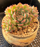 Echeveria mebina MELBOURNE SYDNEY ADELAIDE QUEENSLAND CANBERRA VICTORIA NSW QUEENSLAND SOUTH AUSTRALIA ACT SUCCULENT 多肉 墨尔本 维多利亚 澳洲 澳大利亚 悉尼 新南威尔士 阿德莱德 南澳 昆士兰 布里斯本 黄金海岸 多肉植物 堪培拉