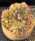 Echeveria mebina MELBOURNE SYDNEY ADELAIDE QUEENSLAND CANBERRA VICTORIA NSW QUEENSLAND SOUTH AUSTRALIA ACT SUCCULENT 多肉 墨尔本 维多利亚 澳洲 澳大利亚 悉尼 新南威尔士 阿德莱德 南澳 昆士兰 布里斯本 黄金海岸 多肉植物 堪培拉