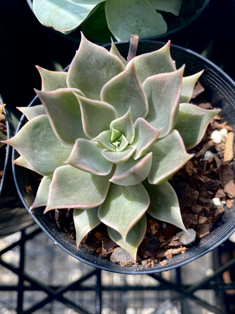 Echeveria metal